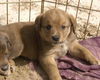 Josephine's pups