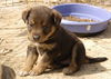 Josephine's pups
