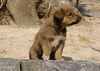 Josephine's pups