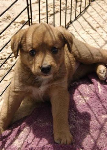 Josephine's pups