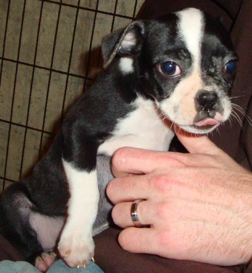 Bruno