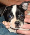 Bruno