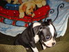 Bruno