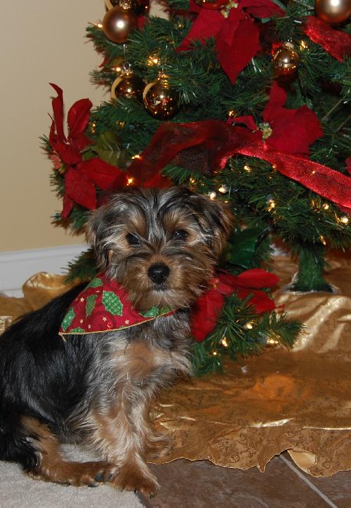 Prancer