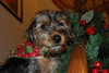 Prancer