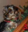 Prancer