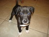 Pippin