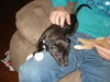 Pippin