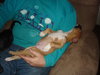 Pongo