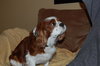 Baxter