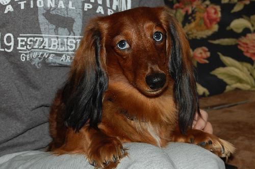 Frankie