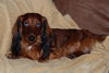Frankie