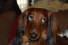 Frankie