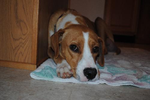 Angel - Adoption Pending