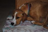 Angel - Adoption Pending
