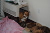 Angel - Adoption Pending