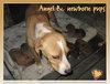 Angel - Adoption Pending