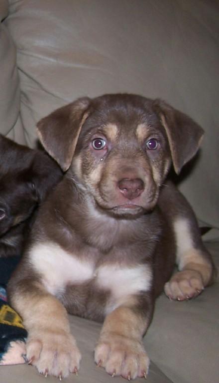 Bella The Shepard Pup