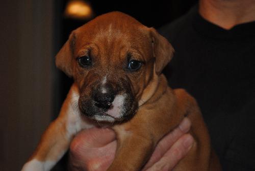 Happy - Adoption Pending
