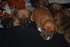 Happy - Adoption Pending