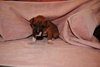 Happy - Adoption Pending