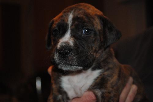 Sneezy - adoption pending
