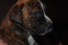 Sneezy - adoption pending