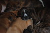 Sneezy - adoption pending