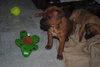 Doc - Adoption Pending