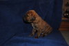 Dopey - Adoption Pending