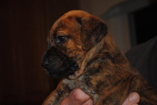 Dopey - Adoption Pending