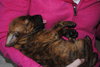 Dopey - Adoption Pending