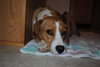 Dopey - Adoption Pending