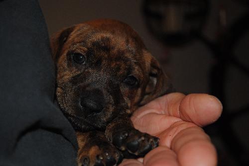 Sleepy - adoption pending