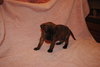 Sleepy - adoption pending