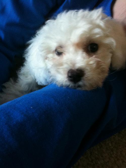 Snowball