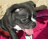 Allister - Adoption Pending