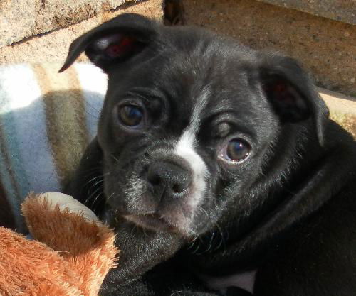 Allister - Adoption Pending