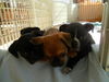 Allister - Adoption Pending