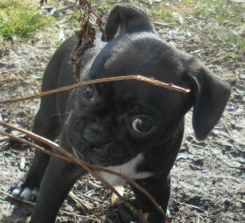 Annabelle - Adoption Pending