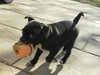 Annabelle - Adoption Pending