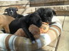 Annabelle - Adoption Pending
