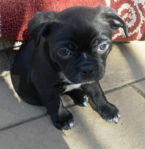 Apollo - Adoption Pending