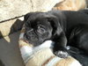 Apollo - Adoption Pending