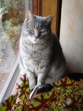 Gracie