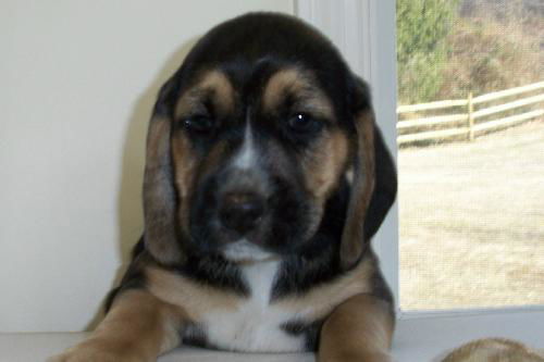 Marco - Adopted