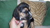 Marco - Adopted
