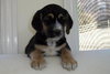 Polo - Adopted