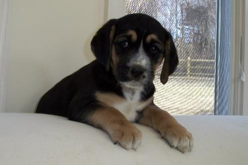 Polo - Adopted