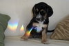 Polo - Adopted
